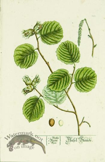 Blackwell German 132